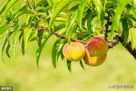 桃樹繁殖|【種桃樹】桃樹種植指南：從核果到繁茂果樹的完整秘訣 – 虞默莧。